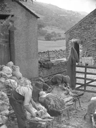 Hommes tondant des moutons sur des bancs