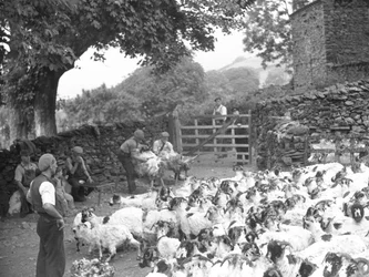 Hommes tondant des moutons sur des bancs avec un troupeau de moutons au premier plan