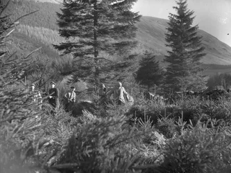 Des hommes travaillent parmi des arbres de Noël abattus à Thirlmere