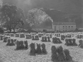 Tonneaux de maïs au premier plan et ferme à l