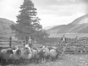 Deux bergers avec un troupeau de moutons et Thirlmere derrière eux