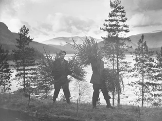 Deux jeunes hommes portant de petits arbres de Noël sur la rive de Thirlmere