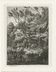 Paysage forestier