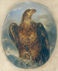 Aigle