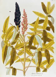Sumac à feuilles d