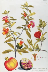 Grenade (Punica granatum) par Joseph Jacob von Plenck (1735-1807), de Icones plantarum medicinalium, Vienne