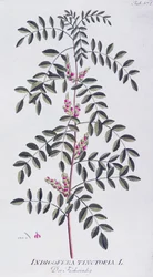 Indigo vrai (Indigofera tinctoria), d