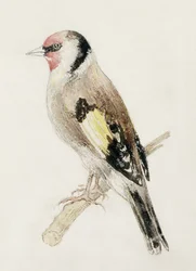 Chardonneret, du Livre des oiseaux de Farnley, c.1816