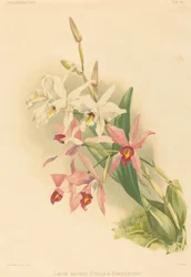 Laelia Anceps Stella & Barkeriana