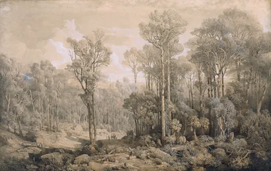 Forêt australienne