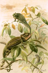 Caméléons