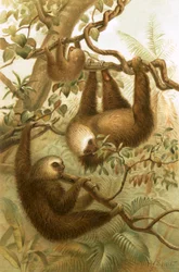 Le paresseux à deux doigts