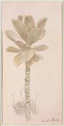 Étude des fleurs