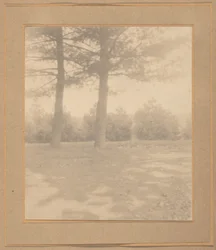 Paysage avec arbres,c. 1900 (photo)