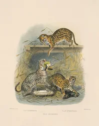 Chats du Bengale asiatique (Felis javanensis, F. chinensis, F. sumatrana)
