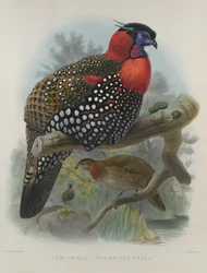 Tragopan à ventre cramoisi, gravé par M. & N. Hanhart, 1870-72 par Wolf, Joseph (1820-99) & Smit, J. (fl.1870)
