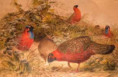 Tragopan satyre (Ceriornis satyra), vers 1851-76