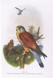 Crécerelle, Nature en Grande-Bretagne publiée par Collins, 1946