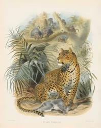 Léopard (Felis pardus)