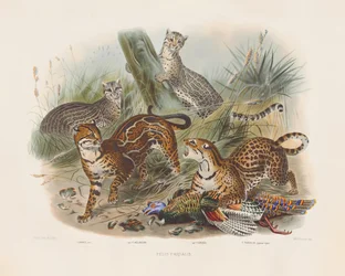 Les léopards et leurs variantes (Felis pardalis)