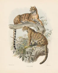 Chat marbré (Felis diardi)