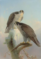 Faucon gerfaut norvégien
