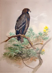 Aigle criard (Aquila clanga), 1856-67