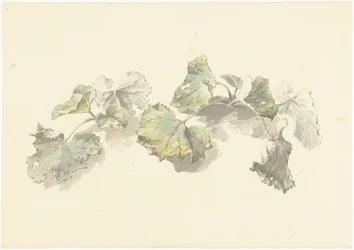 Étude de feuilles