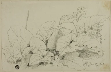 Touffe de feuilles et de fleurs
