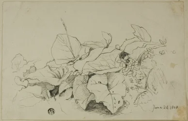 Touffe de feuilles et de fleurs