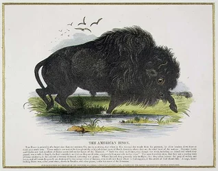 Le bison américain, illustration éducative pub. par la Society for Promoting Christian Knowledge