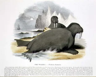Le Morse (Trichecus rosmarus) illustration éducative publiée par la Society for Promoting Christian Knowledge