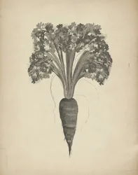 Dessin botanique d