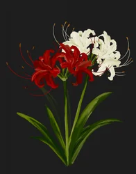 Lys araignées rouges et blancs