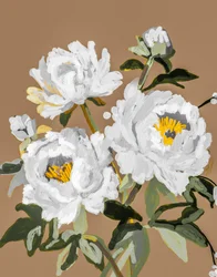 Fleurs de pivoine blanche