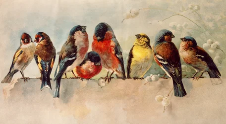 Oiseaux