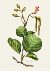 Étude botanique de l