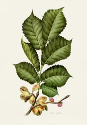 Étude botanique de l