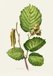 Branche de noisetier - Botanique
