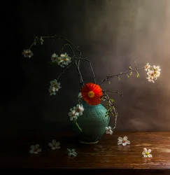 Fleurs de pavot aux couleurs changeantes