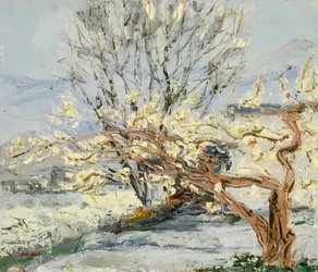 Les arbres en fleurs au printemps