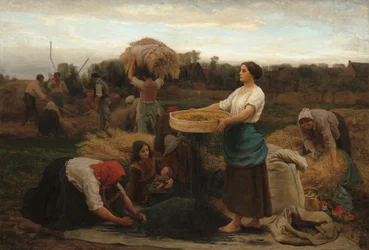 Récolte de colza