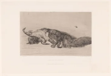 Écureuil mort et mouche (L
