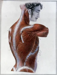 Muscles du dos