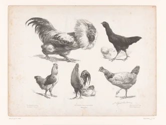 Études de différentes sortes de poules