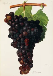 Raisin Aramon
