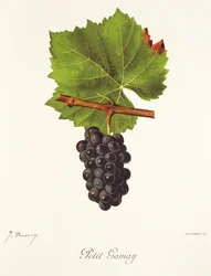 Raisin Petit Gamay par J. Troncy