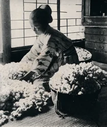 5000 vers à soie mangent 125 livres de mûrier pour 8 écheveaux de soie, fabriquant un kimono, vers 1900, 1921