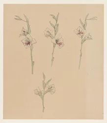 Études de fleurs