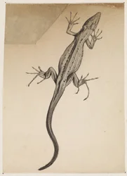 Lézard